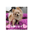 ポメラニアンのココ。（個別スタンプ：13）