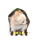 ポメラニアンのココ。（個別スタンプ：14）