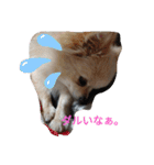 ポメラニアンのココ。（個別スタンプ：16）