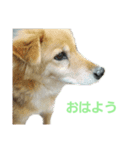 日常のありふれた挨拶（個別スタンプ：16）