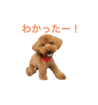 トイプードルな生活（個別スタンプ：1）