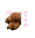 トイプードルな生活（個別スタンプ：2）