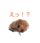 トイプードルな生活（個別スタンプ：3）