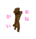 トイプードルな生活（個別スタンプ：4）