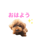 トイプードルな生活（個別スタンプ：5）