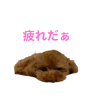 トイプードルな生活（個別スタンプ：6）