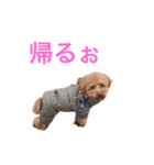 トイプードルな生活（個別スタンプ：7）