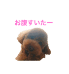 トイプードルな生活（個別スタンプ：8）