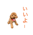 トイプードルな生活（個別スタンプ：10）