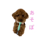 トイプードルな生活（個別スタンプ：11）