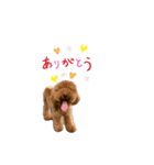 トイプードルな生活（個別スタンプ：12）