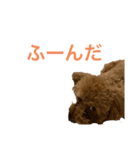 トイプードルな生活（個別スタンプ：13）