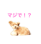 トイプードルな生活（個別スタンプ：14）