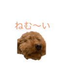 トイプードルな生活（個別スタンプ：15）