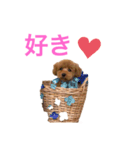 トイプードルな生活（個別スタンプ：16）