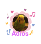 かわいい動物のスペイン語あいさつスタンプ（個別スタンプ：5）