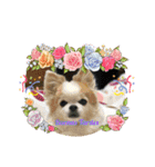 かわいい動物のスペイン語あいさつスタンプ（個別スタンプ：6）