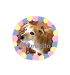 かわいい動物のスペイン語あいさつスタンプ（個別スタンプ：14）