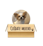 かわいい動物のスペイン語あいさつスタンプ（個別スタンプ：23）