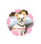 かわいい動物のスペイン語あいさつスタンプ（個別スタンプ：24）