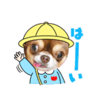 ちわわの画像（個別スタンプ：2）