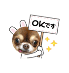 ちわわの画像（個別スタンプ：5）
