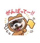 ちわわの画像（個別スタンプ：9）