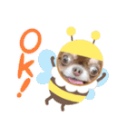ちわわの画像（個別スタンプ：11）