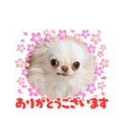 ちわわの画像（個別スタンプ：14）