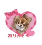 ちわわの画像（個別スタンプ：15）
