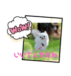 ちわわの画像（個別スタンプ：21）