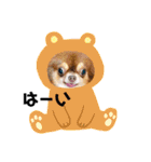 ちわわの画像（個別スタンプ：29）