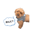 トイプードルのちょこだよ（個別スタンプ：1）
