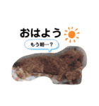 トイプードルのちょこだよ（個別スタンプ：2）