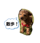 トイプードルのちょこだよ（個別スタンプ：10）