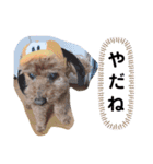 トイプードルのちょこだよ（個別スタンプ：11）