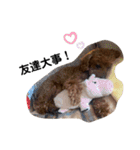 トイプードルのちょこだよ（個別スタンプ：12）