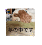 キャバリア（ドン）とチワワ（クー）（個別スタンプ：1）