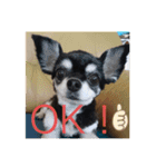 キャバリア（ドン）とチワワ（クー）（個別スタンプ：2）