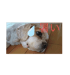 キャバリア（ドン）とチワワ（クー）（個別スタンプ：9）