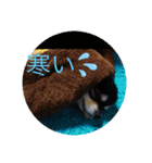 キャバリア（ドン）とチワワ（クー）（個別スタンプ：10）