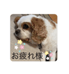 キャバリア（ドン）とチワワ（クー）（個別スタンプ：15）