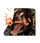 しろくろshirokuro（個別スタンプ：3）