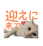 しろくろshirokuro（個別スタンプ：6）
