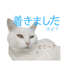 しろくろshirokuro（個別スタンプ：8）