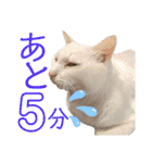 しろくろshirokuro（個別スタンプ：9）