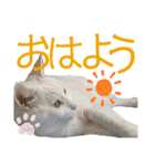 しろくろshirokuro（個別スタンプ：12）