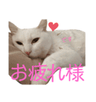 しろくろshirokuro（個別スタンプ：14）