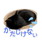 しろくろshirokuro（個別スタンプ：20）