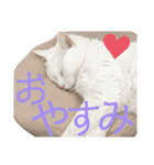 しろくろshirokuro（個別スタンプ：21）